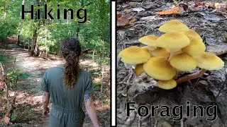 Hiking and Mushroom Foraging in Virginia - Living out of my car