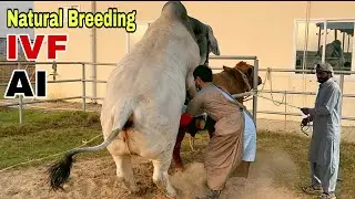 Modern vs Conventional Breeding in Dairy Farming | Cattle Farming Business 2026 | Dayzee Farms #vlog
