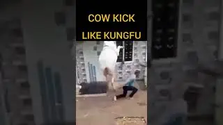 Cow Kick || Like kungfu