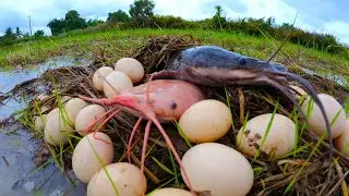 Mrs Lina, Unique Fishing, Top Fishing, Best hand fishing, catch fish & pick eggs by hand skill