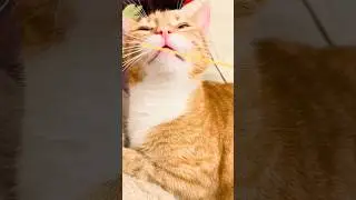 Delicious Honeycomb 🐾🐾❤️🥰#catshorts #orangecatai #mycatchannel #cute