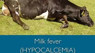 #dr#zee#vet#solutions#milk#fever