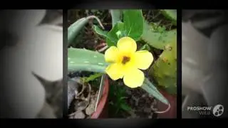 Pterodiscus - garden plants