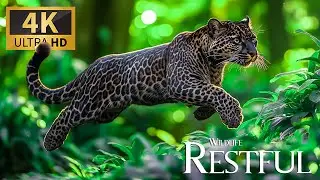 Restful Rain Wildlife 4K 🌧️ Rare Animal Moments with Relaxing Piano Echoes for Inner Peace 🌿