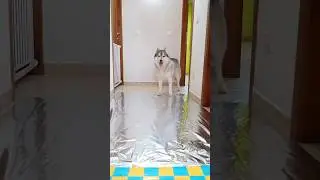 CANE vs GATTO: Chi SUPERER&Agrave; il PERCORSO di STAGNOLA? 🐶🙈🙀 #dogchallenge #dog #cane #cat #gatto