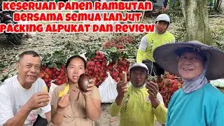 RAMENYA KLW SEMUA KUMPUL PANEN RAMBUTAN LANJUT PACKING ALPUKAT DAN REVIEW ALPUKAT CUBA