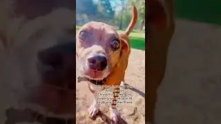 Episode 1 | Chiweenies Lifespan 🐕💛 #shorts #dog
