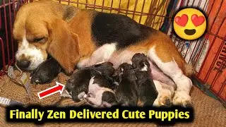 Zen Delivered Beautiful Puppies 😍 | Mother and puppy Care | Dog food | Beagle