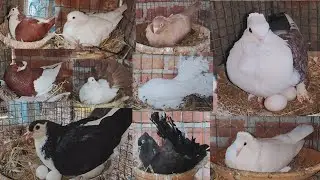 Pigeon breeding progress in winter season./ How to breed pigeons in winter?!!