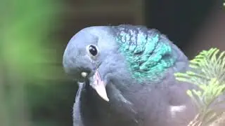 Hohltaube rufend