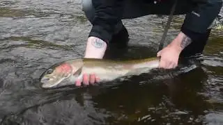 The Best Steelhead Day of the Season!?!? || FLY FISHING for LEGENDARY Deschutes Summer Steelhead