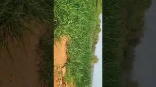 farming #dairy life#grean grass#trendingshorts