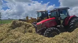 Compactando silagem com o bruto MF 7719