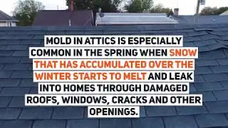 How to Get Rid of Mold in Attic