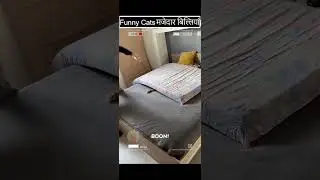 #cutekitten jumping 🐱 #babycat #bis7ven #catsshorts #cats #catstiktok #viral #trending #shorts