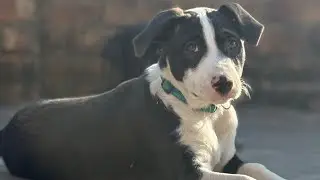 dogs asmars 💜