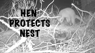 HEN protects her NEST from PREDATORS