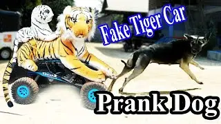 Fake Tiger Prank Dogs With RC Car 2 4Gz So Funny - Try Not To Laugh