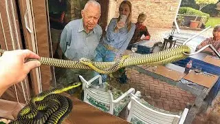 Большая, смертельно опасная змея в их саду!