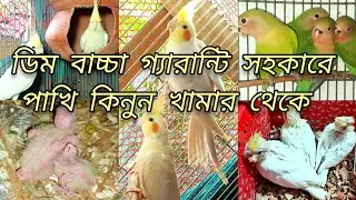 ডিম বাচ্চা গ্যারান্টি সহকারে পাখি কিনুন খামার থেকে || Cocktail Farm || Hasan Aviary
