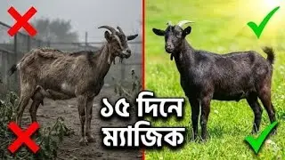 ১৫ দিনে ছাগলের চেহারা পাল্টে যাবে! গোপন অ্যাকশন প্ল্যান 🐐 (15 Days Action Plan)