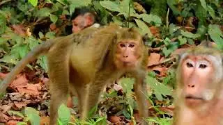 Monkey Grab In Cambodia Good All Monkeys In Khmer #082