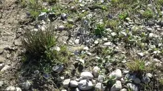 Colony of common blues (Polyommatus icarus)
