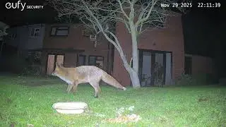 Garden Wildlife Fox Videos EufyCam S3 Pro 3 Security Camera Worcester, UK 29th & 30th November 2025