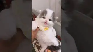 One Look and You&rsquo;ll Fall in Love! 💕🐶🐱#cute  #cat #kitten #meow  #funny