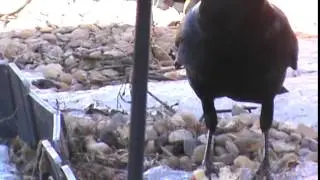 4/9/2015 Cassius Crow eating chicken