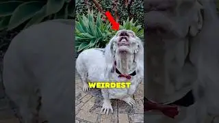 Top 5 Weirdest Animals Caught on Camera!