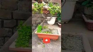 Zade Bonsai Prunning #bonsai #zade #youtubeshorts