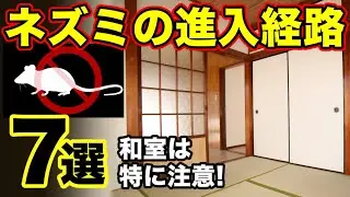 【ネズミ対策】進入経路７選！侵入口はどこ？自分で対策する際の参考に！
