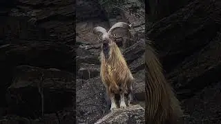 Markhore 😈😈 #animals #chitralvalley #wildlife #pakistanregion #mountains