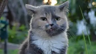 Billi aur pakhi ke story 