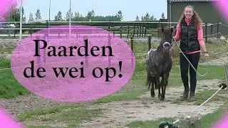 Paarden de wei op! ♥ april 2020 ♥