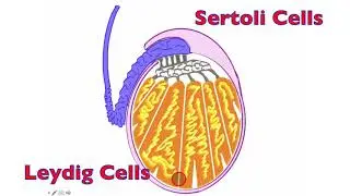 Male Primary Sex Organ