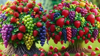 Easy and fast technique for propagating and growing hybrid grape and strawberry fruit trees #garden 