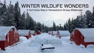 Winter Wildlife Wonders: A Yurt Stay in Yellowstone&rsquo;s Snowy Wilderness -Bison, Coyotes & More!