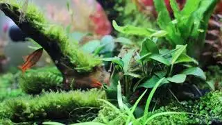 10 Gallon Aquarium Planted Tank (2 Months)