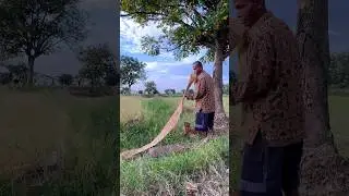 Menggulung selang#petani #sawahpedesaan #gresikseru #shortsvideo #fyp