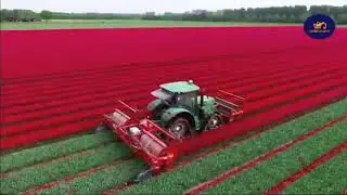 Moden Harvesting Machine - How to Harvest Peanut in Farm - Modern Agriculture Technology