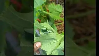 Pest of the day - Cabbage worms