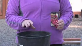 Gardening Tips : How to Plant Patio Tomatoes
