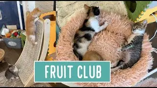 Fruit Club &mdash; New Girl 🍑