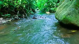 🌲 Quiet Forest River Sound &ndash; Peaceful Sleep ASMR