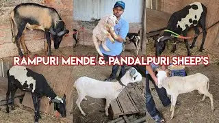 Quality wale Rampuri mende & pandalpuri sheep's available in Hyderabad at yaseen goat farm | bannur