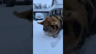 憨憨日常 撸猪 雪地里撒欢 猪宝