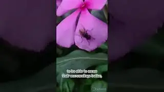 Why do flies rub their legs together?