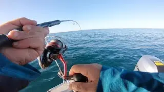 Fishing the  MOST Catchable FISH IN PERTH Catch n Cook